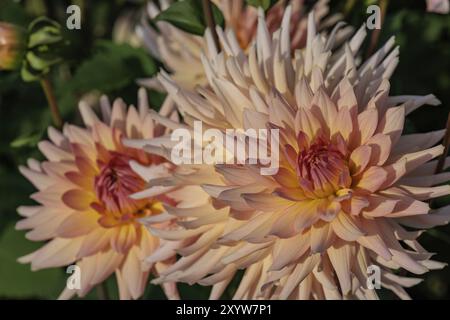 Nahaufnahme von zwei rosa Dahlienblüten mit detaillierten Blütenblättern in einem Garten, legden, Münsterland, deutschland Stockfoto