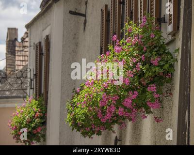 Leuchtend rosa Blumen zieren die Fenster eines sonnigen Hauses, Duernstein, Wachau, Donau, Österreich, Europa Stockfoto