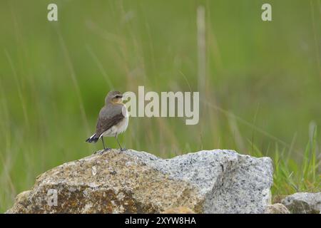 Wheatear Weibchen, Northern Wheatear Weibchen, Oenanthe oenanthe in sachsen Stockfoto