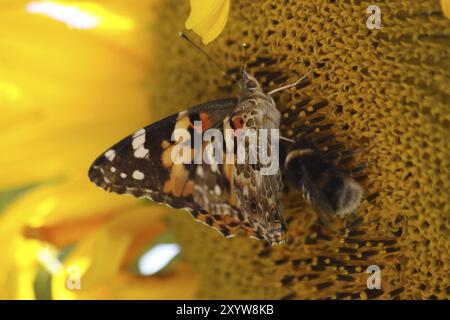 Thistle Schmetterling auf einer Sonnenblume Stockfoto