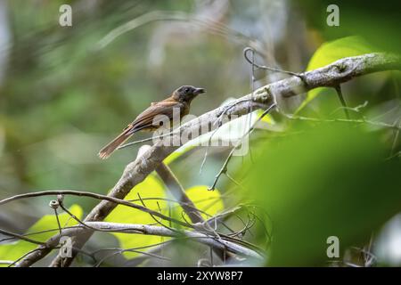 Tanager (Thraupidae), brauner Vogel, der auf einem Zweig im Regenwald sitzt, Corcovado Nationalpark, Osa, Provinz Puntarena, Costa Rica, Zentralamerika Stockfoto