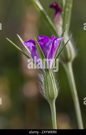 Kornrade, Agrostemma githago, gewöhnlicher Maiskeks Stockfoto