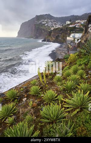 Blick auf Kap Girao mit Kakteen im Vordergrund in Camara de Lobos, Madeira Stockfoto