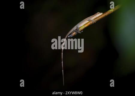 Anolis (Anolis) sitzt nachts auf einem Stamm, nachts im tropischen Regenwald, Refugio Nacional de Vida Silvestre Mixto Bosque Alegre, Alajuela prov Stockfoto