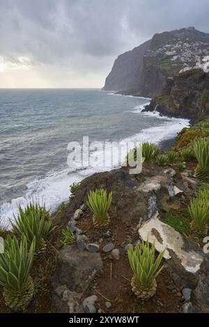 Blick auf Kap Girao mit Kakteen im Vordergrund in Camara de Lobos, Madeira Stockfoto