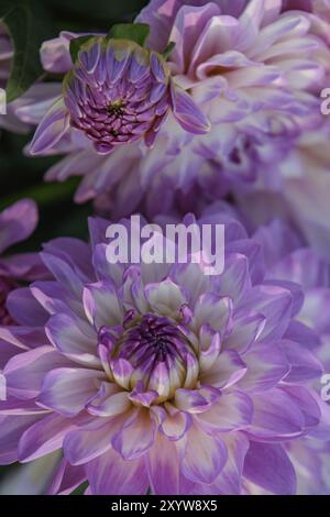 Violette Dahlienblüten und Knospen in Close-up, legden, Münsterland, deutschland Stockfoto