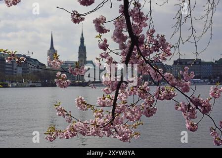 Europa, Deutschland, Hamburg, Stadt, Innere Alster, Baumblüte, Blick auf das Rathaus, japanische Kirschblüte, japanische Baumkirsche (Prunus Serrulat Stockfoto