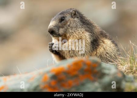 Niedliches Murmeltier (Marmota marmota), das am Rand einer Klippe sitzt und Samen isst. Österreichische Alpen Stockfoto