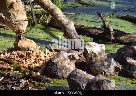 Biber-Fressspuren. Biberspuren auf einem See Stockfoto