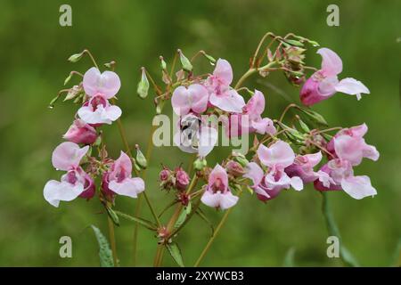 Blueten des Druesigen Springkraut. Impatiens glandulifera im Herbst auf einer Wiese Stockfoto