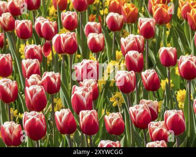 Rote und weiße Tulpen blühen im Garten, umgeben von gelben Blumen, die das Frühlingsfieber wecken, Amsterdam, Niederlande Stockfoto