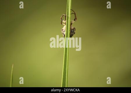 Gartenkreuzspinne auf einem Grasblatt Stockfoto