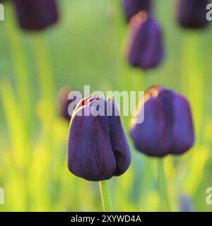 Tulpenkönigin der Nacht, Tulpenkönigin der Nacht 10 Stockfoto