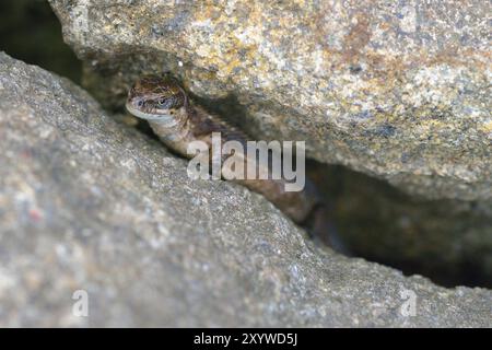 Lacerta agilis, Sandechse zwischen Steinen, Sandechse zwischen Steinen Stockfoto