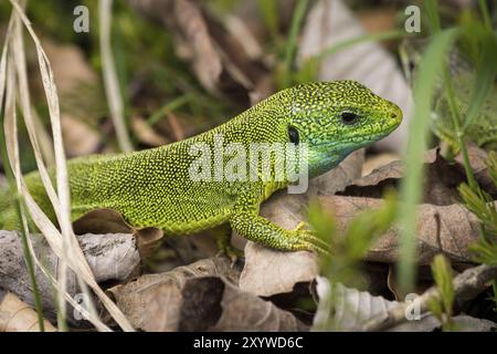 Lagarto Verde Europeo (Lacerta viridis), Parque Nacional de los Lagos de Plitvice, Patrimonio Mundial de la UNESCO, Croacia, Europa Stockfoto