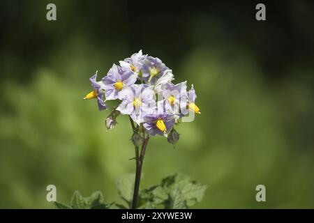 Blühende Kartoffelpflanze, Kartoffeln blühen. Nahaufnahme Bio-Gemüseblümchen blühen im Garten Stockfoto