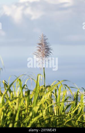 Blumen von Zuckerrohrbäumen und grünen Blättern auf Reunion Island Stockfoto