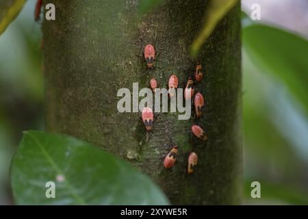 Nymphen einer gewöhnlichen Feuerwanzart (Pyrrhocoris apterus) auf einem Baumstamm, Carara-Nationalpark, Tarcoles, Provinz Puntarenas, Costa Rica, Zentralamerika Stockfoto