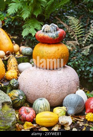Pyramide von verschiedenen bunten Kürbissen im Hüttengarten. Herbstgarten- oder Erntekonzept. Thanksgiving Tag oder Halloween. Stockfoto