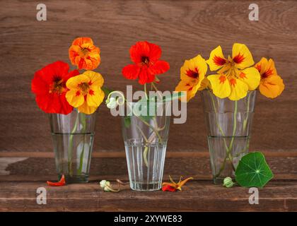 Kleine Gläser mit frisch geernteten Blumen und Blättern der Kapuzinerkresse auf rustikalem Hintergrund. Pflanzliche Medizin. (Tropaeolum) Stockfoto