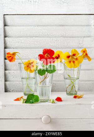 Kapuzinerkresse in kleinen Gläsern auf hellem Vintage-Hintergrund. Essbare Blüten, Blätter in der Speisesaison und in der Kräutermedizin. Kopierbereich. Stockfoto