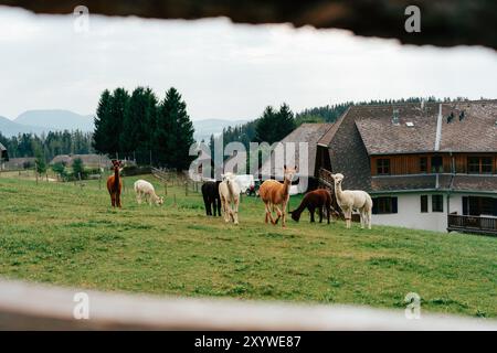 Eine Gruppe von Lamas in verschiedenen Farben grast auf grünem Gras neben traditionellen Holzgebäuden vor einem Hintergrund von Bergen und Bäumen in der EA Stockfoto