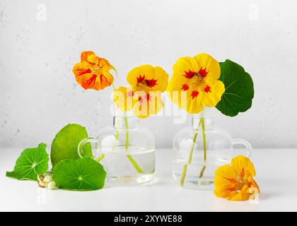Heilblumen der Kapuzinerkresse, die in der natürlichen Alternativmedizin oder in der Bio-Nahrung verwendet werden. Selektiver Fokus. Kopierbereich. Stockfoto