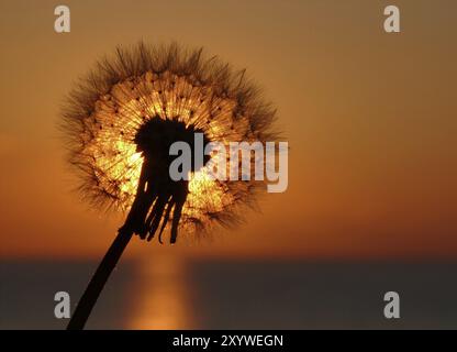 Löwenzahn im Licht der untergehenden Sonne Stockfoto