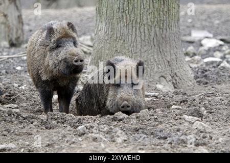 Wildschweine im Schlamm Stockfoto