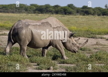 Schwarzes Nashorn im Etosha-Nationalpark Stockfoto