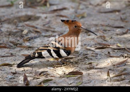 Wiedehopf im Etosha Nationalpark in Namibia Stockfoto