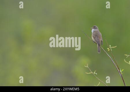 Große Schilfvögel im Schilf, große Schilfvögel, Acrocephalus arundinaceus, große Schilfvögel Stockfoto