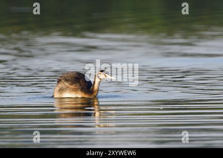 Jungtiere Großkäppchen in der Morgensonne. Jungfische Großkäppchen auf einem See Stockfoto