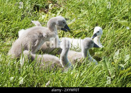 Julianadorp, Niederlande, Mai 2022. Ein Nest mit jungen Schwänen Stockfoto