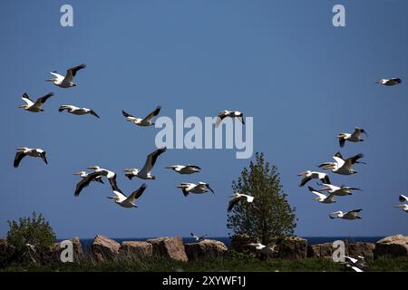 Die Herde des amerikanischen weißen Pelikans (Pelecanus erythrorhynchos) im Flug Stockfoto