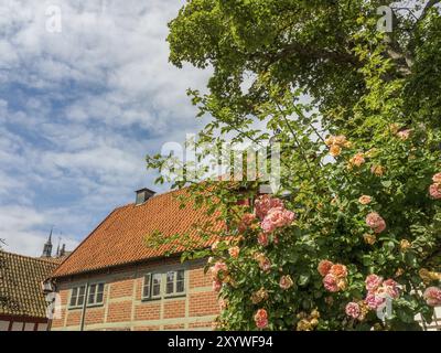 Rosen in Blüte vor einem traditionellen Fachwerkhaus mit rotem Ziegeldach an einem Sommertag, ystad, schweden, ostsee, skandinavien Stockfoto