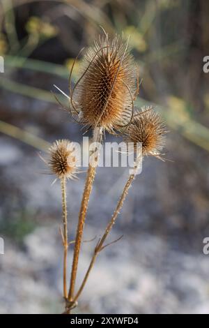 Getrocknete Cardoon dipsacus sylvestris (Cardencha oder Cardoncha), Lorcha, Spanien Stockfoto