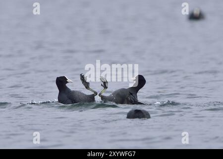 Eurasischer Coot in der Paarungszeit. Eurasische Bohlensauben während der Paarungszeit Stockfoto