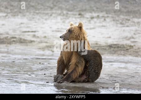 Grizzlybär am Ufer des Douglas River im Katmai National Park in Alaska Stockfoto