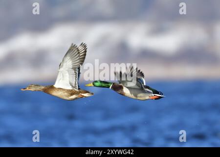 Stockenten auf einer Eisscholle. Stockenten im Winter auf einer Eisscholle Stockfoto