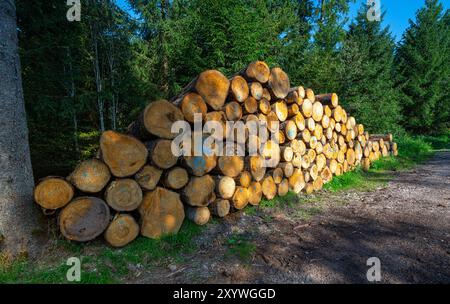 Waldholzpfahl, am Wegesrand gehällte Bäume bis zum Abtransport in der Nähe des Buchkopfturms im Schwarzwald Oppenau-Maisach Stockfoto