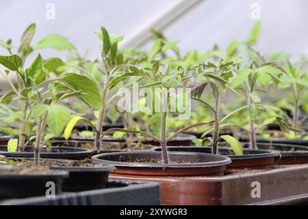 Tomatenpflanze im Glashaus, Tomatenpflanze im Glashaus Stockfoto