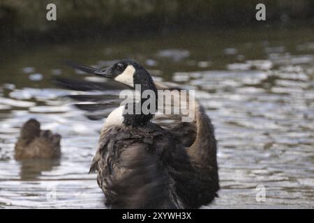 Badeende Kanadische Gans Stockfoto