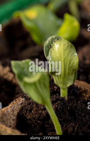 Kürbis- und Wassermelonensprossen in Papiertöpfen, Keimlinge von Wassermelonen vor dem Pflanzen Stockfoto