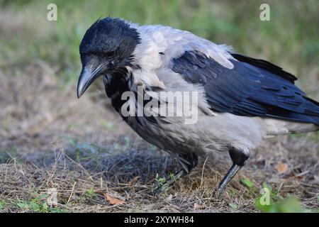 Aas kräht auf der Suche nach Nahrung Stockfoto