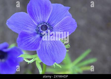 Gartenanemone, Mohnanemone Stockfoto