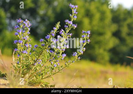 Viper-Bugloss (Echium vulgare), Echium vulgare, Viper-Bugloss, syn. Blauviper-Bugloss, Stolzer Heinrich, Viper-Bugloss Stockfoto