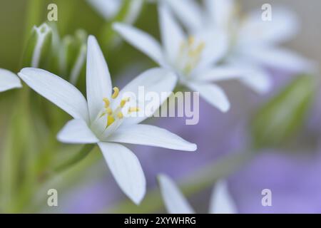 Ornithogalum umbellatum, Stern von Bethlehem, Graslilie, Mittagsschlaf, 11 Uhr Dame, Milchsterne Blüten Stockfoto