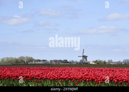 Breezand, Niederlande, Mai 2023. Typisch niederländische Landschaft, eine Mühle und ein blühendes Tulpenfeld Stockfoto