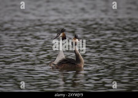 Großer Schurkenkelvogel, Podiceps-Kalbsbändchen, großer Schurkvogel Stockfoto